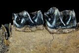 Fossil Rhino (Stephanorhinus) Jaw Section - Germany #123493-2